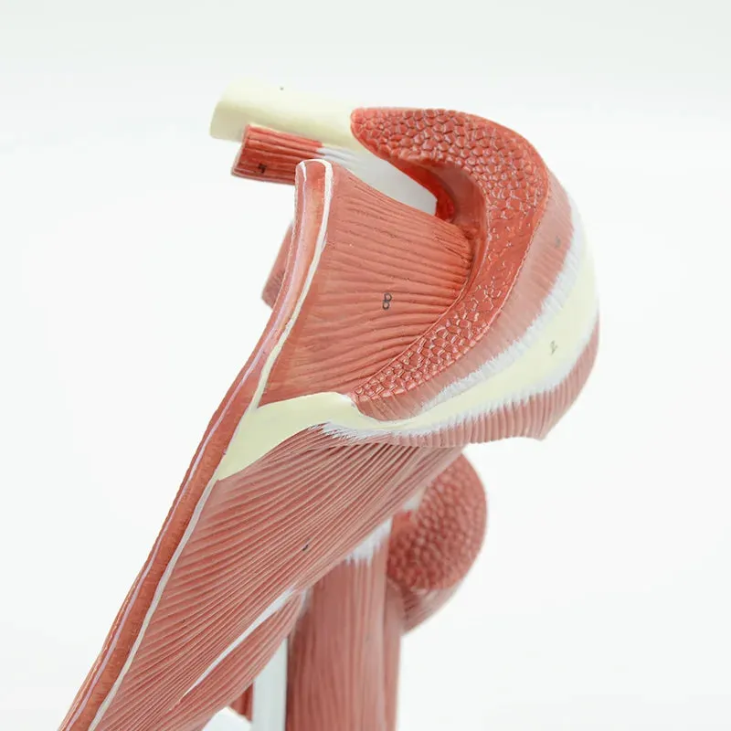 Human Shoulder Joint Muscle Biology Sports Science Anatomy Model