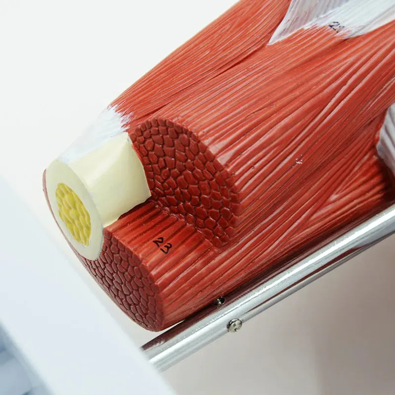Human Shoulder Joint Muscle Biology Sports Science Anatomy Model
