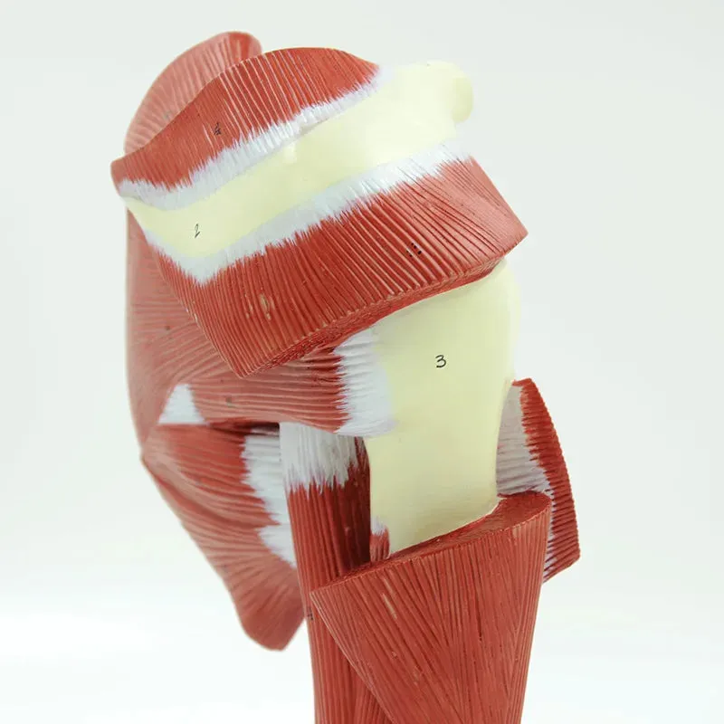 Human Shoulder Joint Muscle Biology Sports Science Anatomy Model
